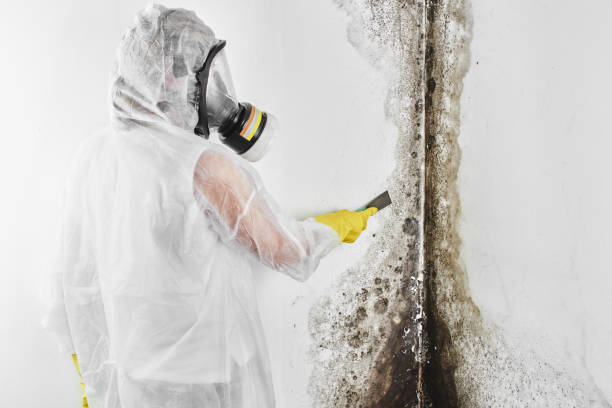 Best Commercial Mold Removal  in Los Alamitos, CA