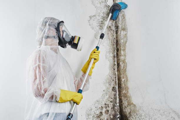Los Alamitos, CA Mold Removal Company