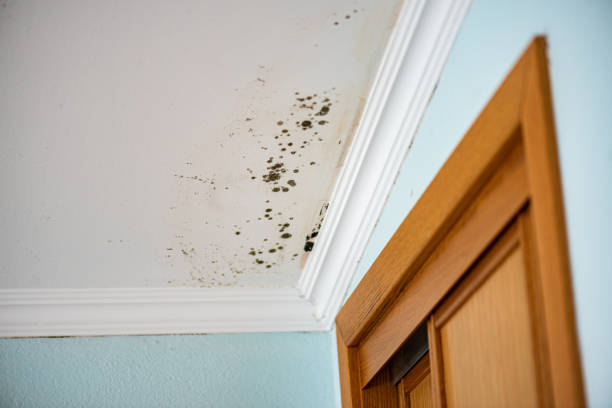 Office Mold Removal Services in Los Alamitos, CA