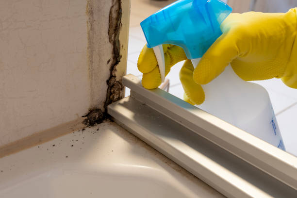 Best Mold Damage Repair  in Los Alamitos, CA