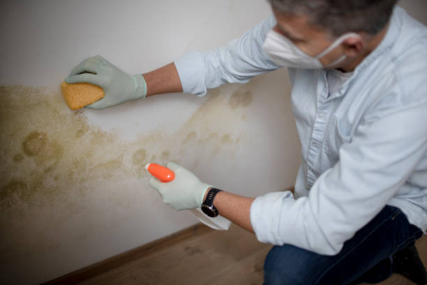 Mold Removal Process in Los Alamitos, CA