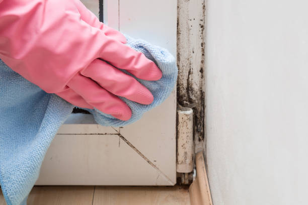 Best Residential Mold Removal  in Los Alamitos, CA