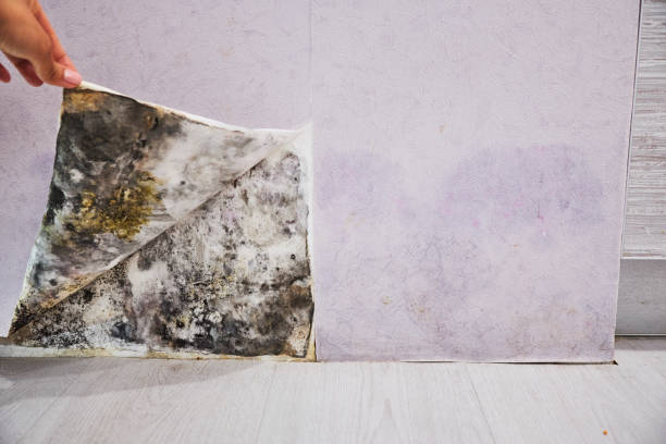 Best Attic Mold Removal  in Los Alamitos, CA